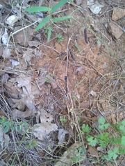Argia sedula