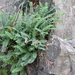 Astragalus buschiorum - Photo (c) ramazan_murtazaliev, algunos derechos reservados (CC BY-NC), uploaded by ramazan_murtazaliev