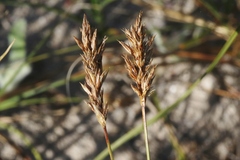 Carex pansa