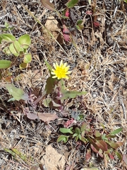 Microseris douglasii