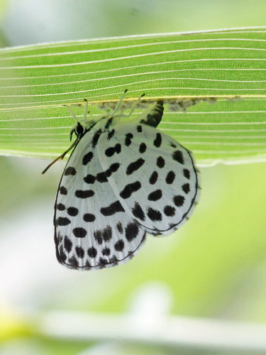 Forest Pierrot