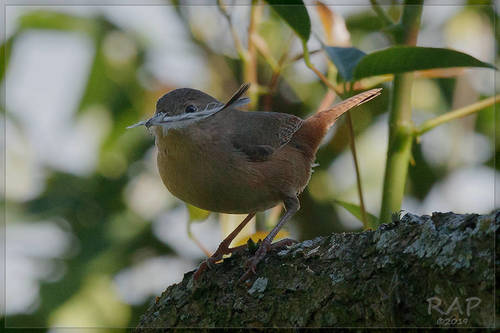Southern House Wren, Acassuso, Buenos Aires, Argentina, photo 10 of 10