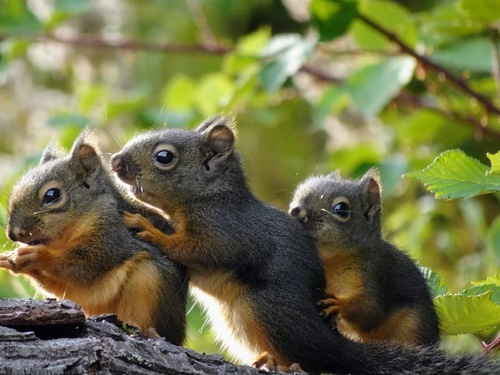 Douglas's Squirrel, Redmond, WA, USA, photo 8 of 10