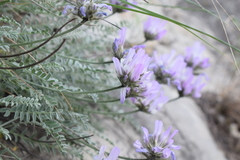 Astragalus onobrychioides