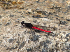 Chlorocypha consueta