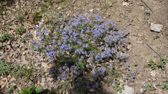 Veronica capsellicarpa