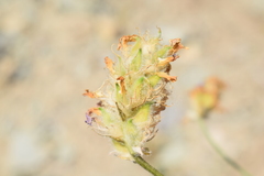 Astragalus onobrychioides