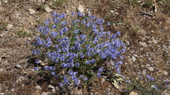 Veronica capsellicarpa