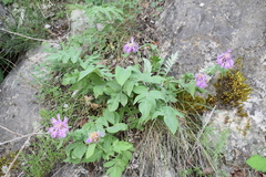 Psephellus daghestanicus