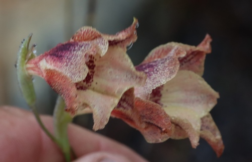 Image of Gladiolus maculatus by (c) Tony Rebelo, some rights reserved (CC BY-SA)