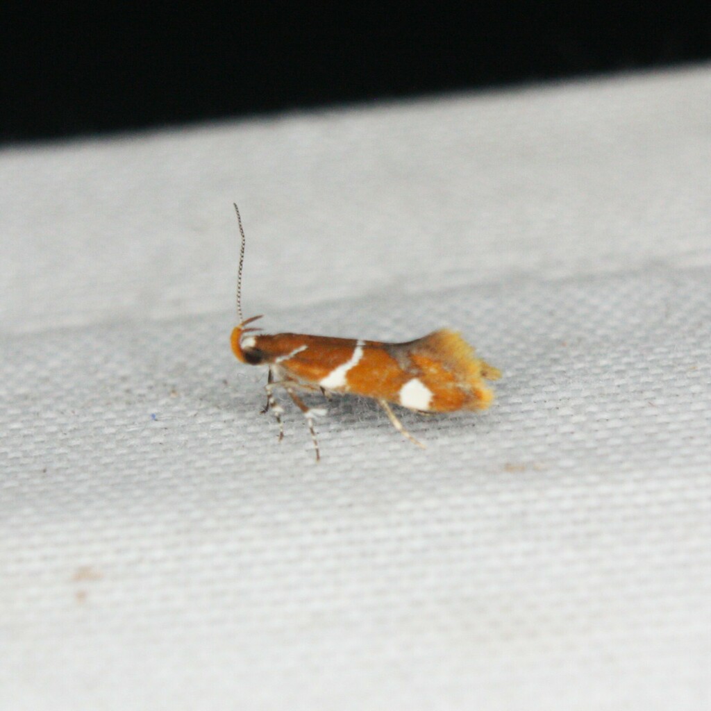 Appleton Estate 21 Year Old Nassau Valley Casks (아뿔톤 에스테이트 21년)