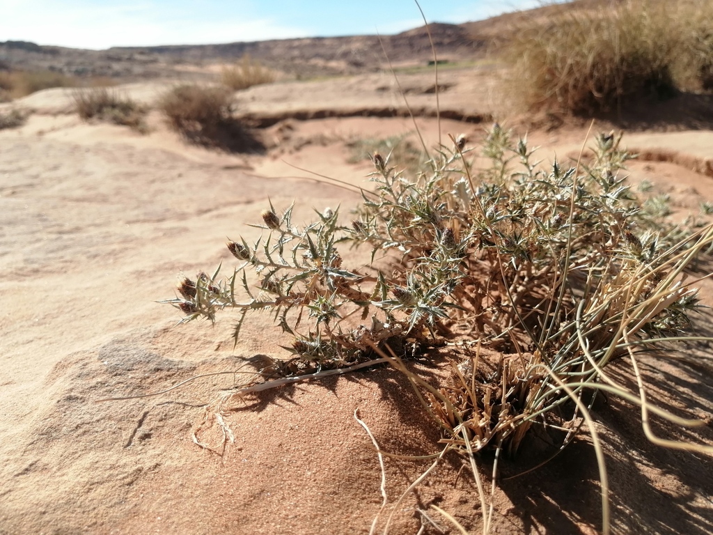 Atractylis echinata