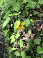 Chrysogonum