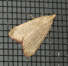 Hypsopygia albidalis