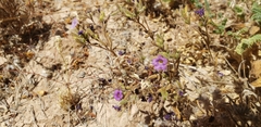 Phacelia fremontii