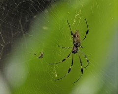 Trichonephila clavipes