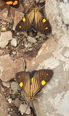Phaeochlaena lampra