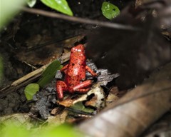 Oophaga pumilio