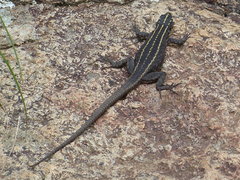Platysaurus mitchelli
