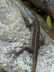 Platysaurus mitchelli