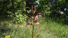 Himantoglossum comperianum