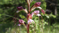 Himantoglossum comperianum