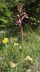 Himantoglossum comperianum