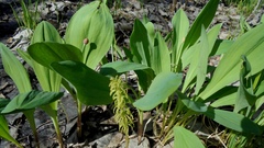 Allium microdictyon