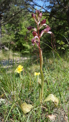 Himantoglossum comperianum