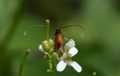 Cauchas rufimitrella