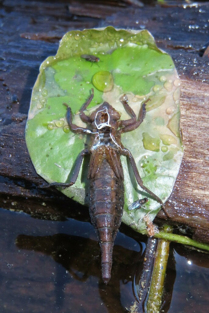 Pond Clubtails from Gale Meadows Pond, Vermont, USA on June 4, 2024 at
