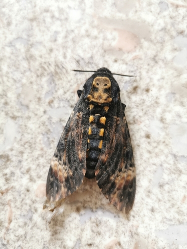 Acherontia atropos