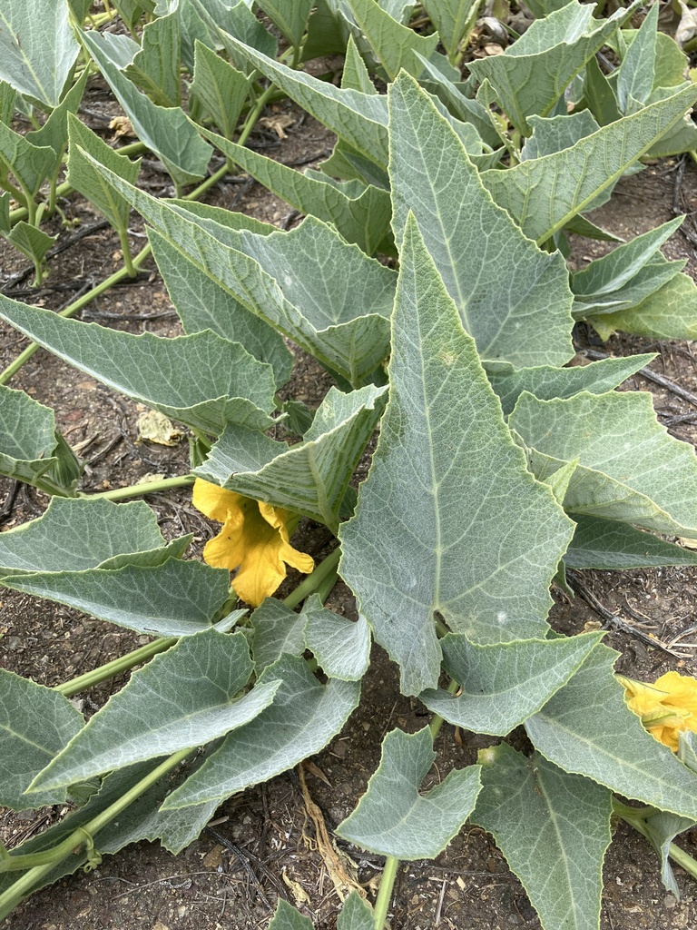 Buffalo Gourd from Campo Rd, Spring Valley, CA, US on June 6, 2024 at ...