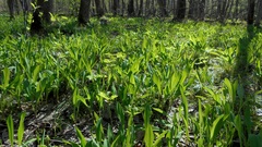 Allium microdictyon