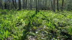 Allium microdictyon