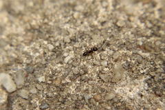 Tetramorium immigrans