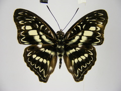 Euptera elabontas elabontas
