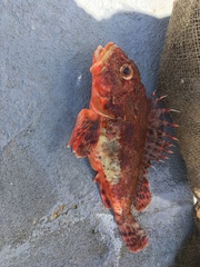 Scorpaena guttata