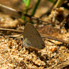 Eicochrysops hippocrates