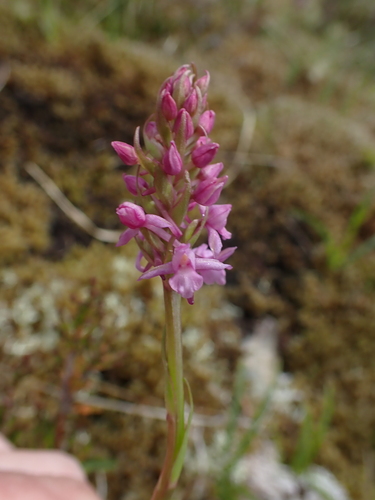 Image of Gymnadenia borealis by (c) Jarro Nevsbaru, some rights reserved (CC BY)