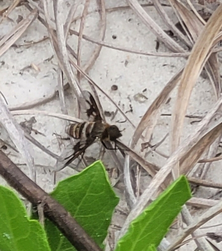 Band-winged Bee Fly photo 5