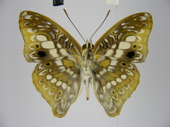 Euptera elabontas elabontas