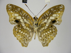 Euptera elabontas elabontas