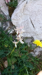 Orchis anatolica