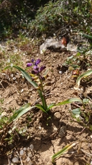 Muscari cycladicum