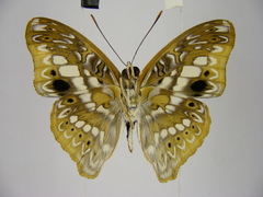 Euptera elabontas elabontas