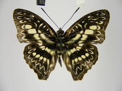 Euptera elabontas elabontas
