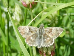 Muschampia floccifera