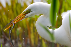 Nerodia sipedon insularum