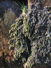 Hygrohypnum